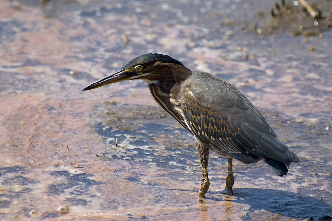 Green Heron, Wellfleet Bay Wildlife Sanctuary, Cape Cod, Massachusetts