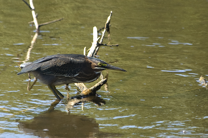 Green Heron, Wellfleet Bay Wildlife Sanctuary, Cape Cod, Massachusetts