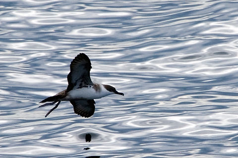 Great Shearwater, Cape Cod, Massachusetts