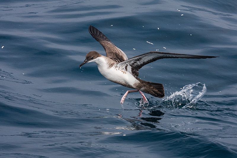 Great Shearwater, Hyannis, Massachusetts