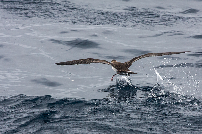 Great Shearwater, Hyannis, Massachusetts