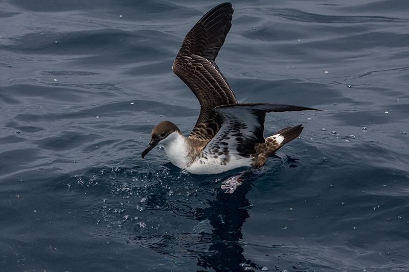 Great Shearwater, Hyannis, Massachusetts