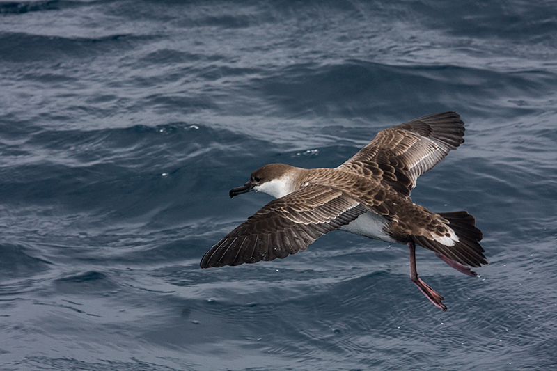 Great Shearwater, Hyannis, Massachusetts