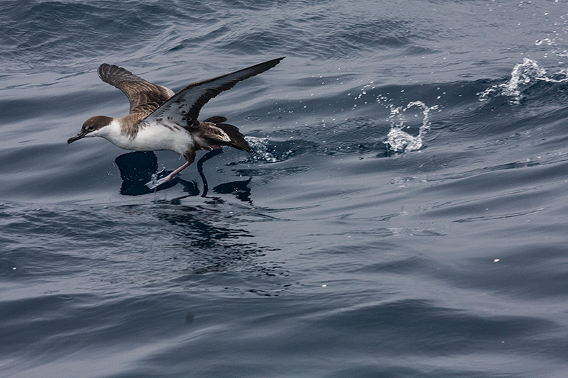 Great Shearwater, Hyannis, Massachusetts