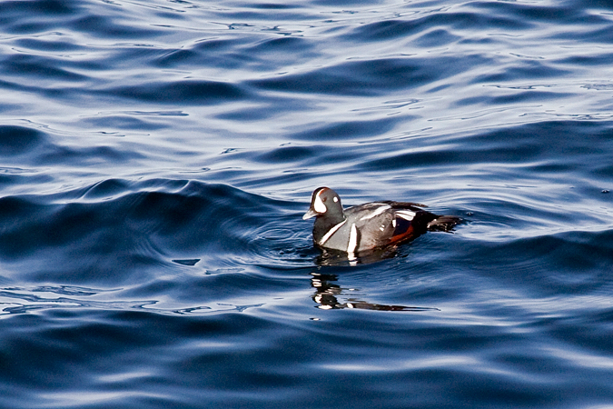 Harlequin Duck, Rockport, Massachusetts