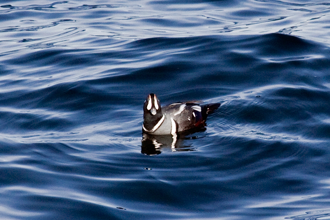 Harlequin Duck, Rockport, Massachusetts