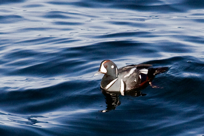 Harlequin Duck, Rockport, Massachusetts