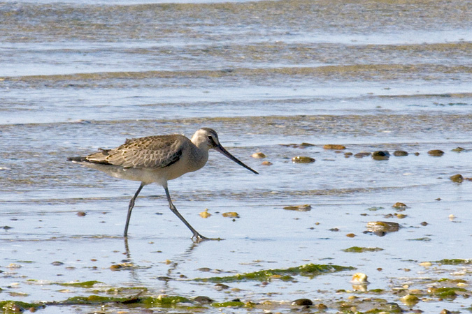 Hudsonian Godwit, South Beach, Cape Cod, Massachusetts