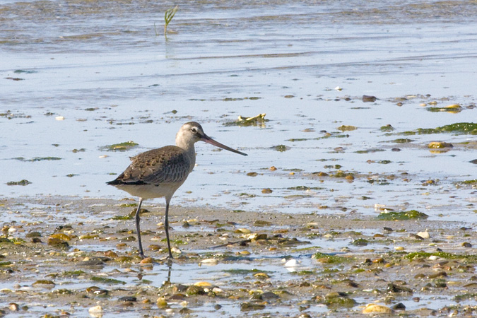 Hudsonian Godwit, South Beach, Cape Cod, Massachusetts