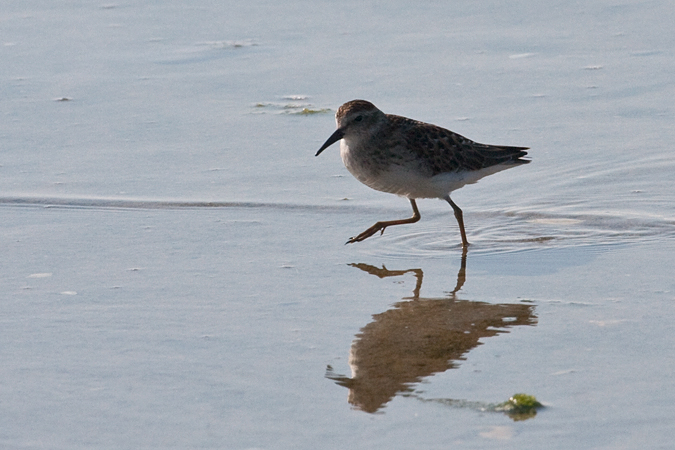 Least Sandpiper - Cape Cod, Massachusetts