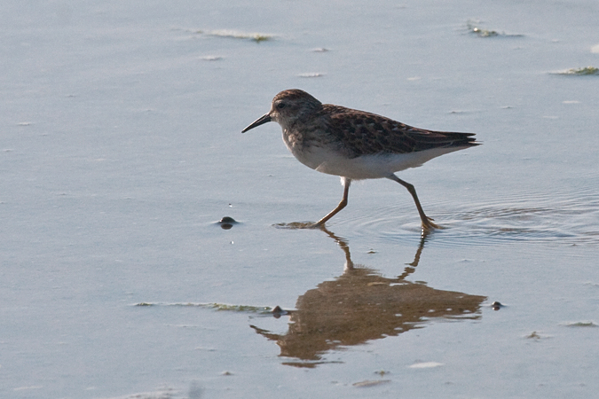 Least Sandpiper - Cape Cod, Massachusetts