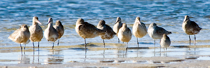 Marbled Godwits, South Beach, Chatham, Massachusetts