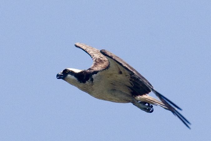 Osprey - Nantucket, Massachusetts