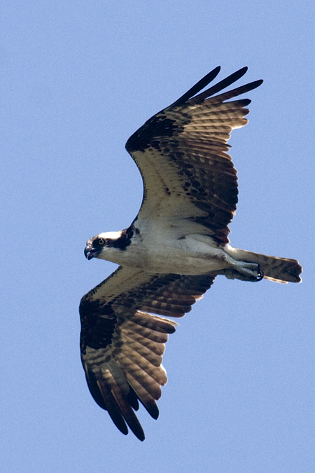 Osprey - Nantucket, Massachusetts