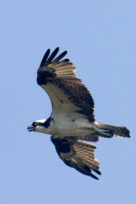 Osprey - Nantucket, Massachusetts