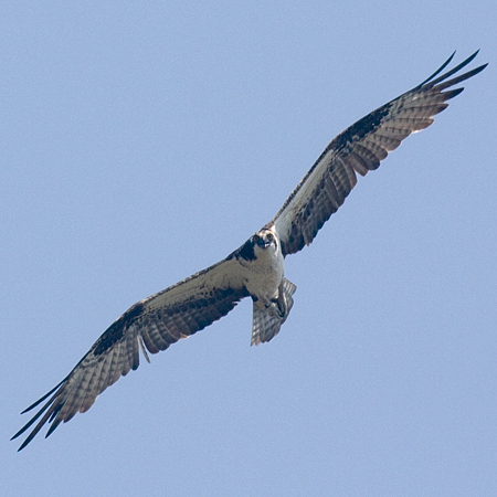 Osprey - Nantucket, Massachusetts