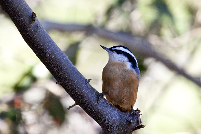 Red-breasted Nuthatch, Truro, Cape Cod, Massachusetts