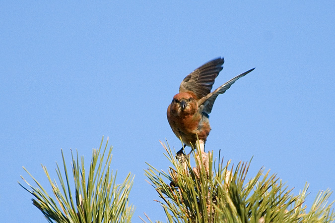 Red Crossbill, Salisbury Beach State Park, Rockport, Cape Ann, Massachusetts