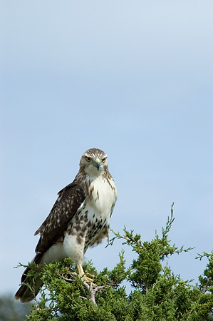 Red-tailed Hawk, Wellfleet Bay Wildlife Sanctuary, Wellfleet, Cape Cod, Massachusetts