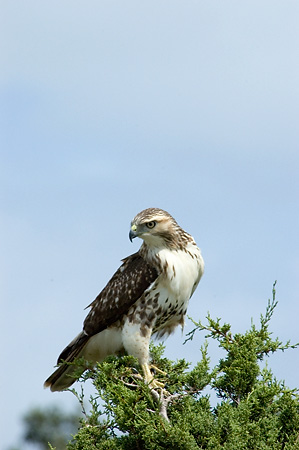 Red-tailed Hawk, Wellfleet Bay Wildlife Sanctuary, Wellfleet, Cape Cod, Massachusetts