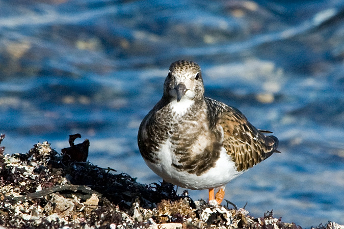 Ruddy Turnstone, Gap Head, Rockport, Cape Ann, Massachusetts