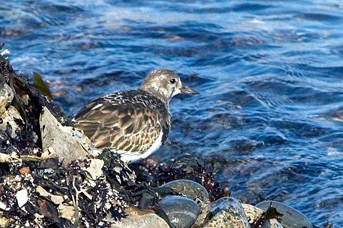 Ruddy Turnstone, Gap Head, Rockport, Cape Ann, Massachusetts