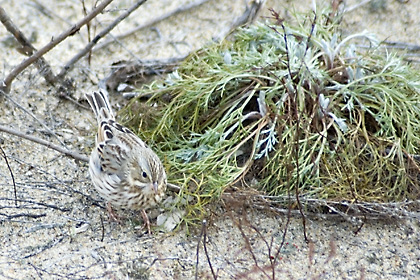 Savannah (Ipswich) Sparrow, Parker River NWR, Massachusetts