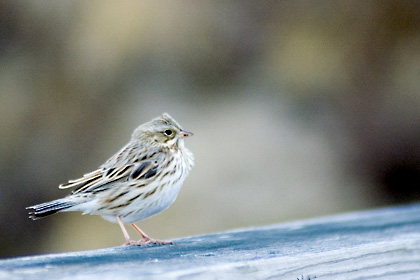 Savannah (Ipswich) Sparrow, Parker River NWR, Massachusetts