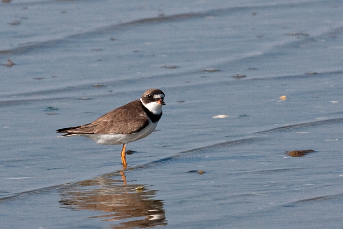 Semipalmated Plover, Cape Cod, Massachusetts