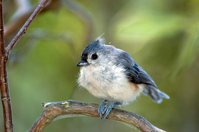 Tufted Titmouse, Beech Forest, Cape Cod National Seashore, Massachusetts