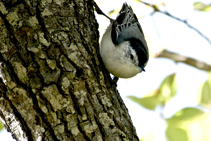 White-breasted Nuthatch, Beech Forest, Cape Cod National Seashore, Massachusetts