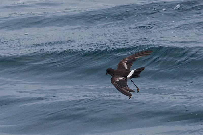 Wilson's Storm-Petrel, Hyannis, Massachusetts