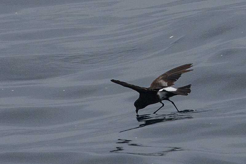 Wilson's Storm-Petrel, Hyannis, Massachusetts