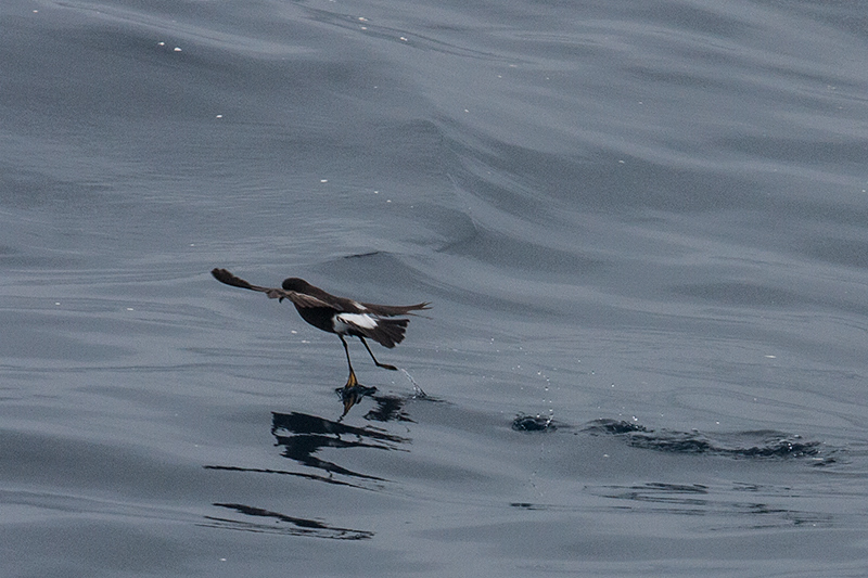 Wilson's Storm-Petrel, Hyannis, Massachusetts