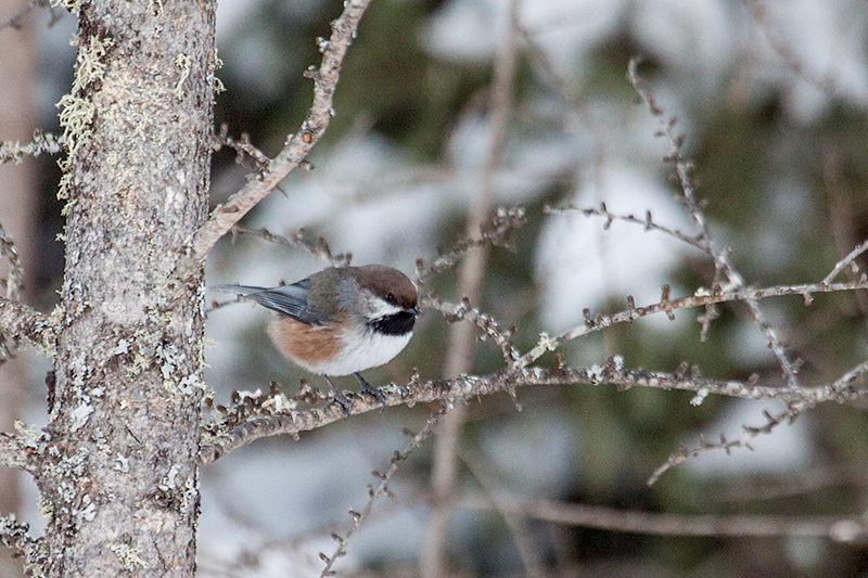 Boreal Chickadee, Sax-Zim Bog, Minnesota