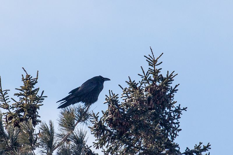 Common Raven, Superior National Forest, Minnesota