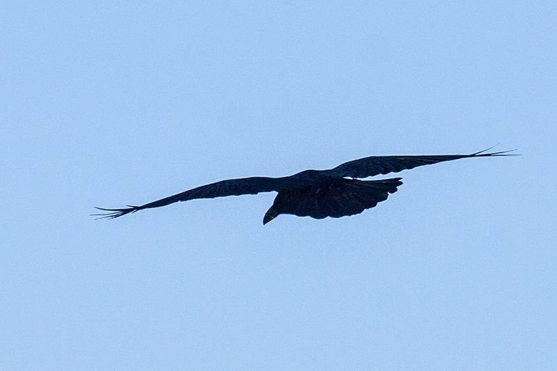 Common Raven, Superior National Forest, Minnesota