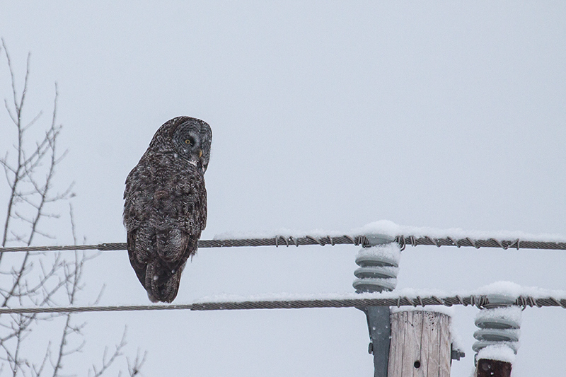 Great Gray Owl, Sax-Zim Bog, Minnesota