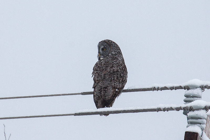 Great Gray Owl, Sax-Zim Bog, Minnesota