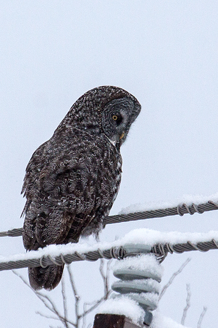 Great Gray Owl, Sax-Zim Bog, Minnesota