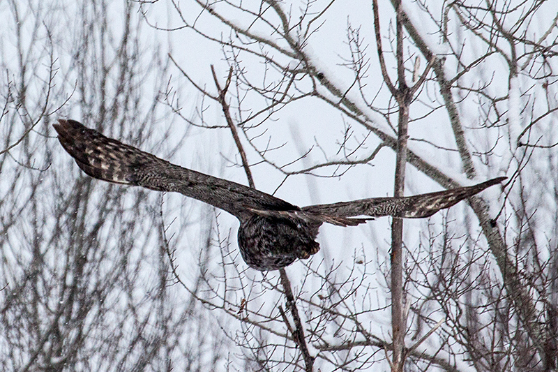 Great Gray Owl, Sax-Zim Bog, Minnesota