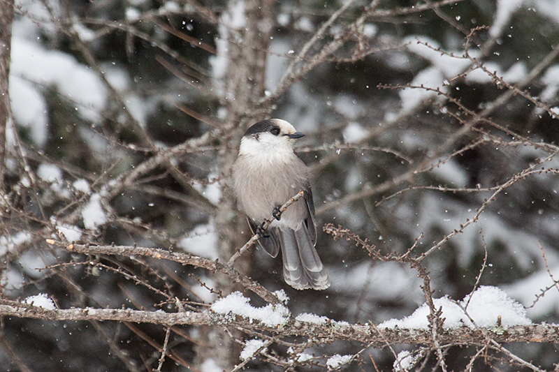 Gray Jay, Sax-Zim Bog, Minnesota