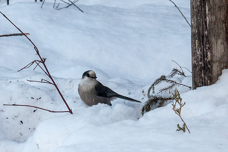 Gray Jay, Sax-Zim Bog, Minnesota