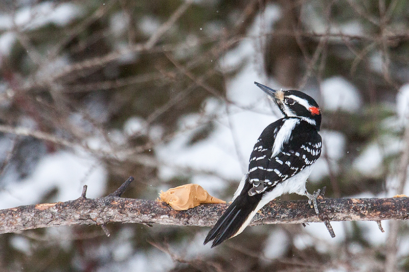 Hairy Woodpecker, Sax-Zim Bog, Minnesota