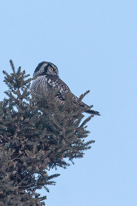 Northern Hawk Owl, Sax-Zim Bog, Minnesota