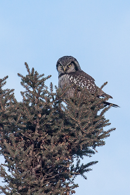 Northern Hawk Owl, Sax-Zim Bog, Minnesota