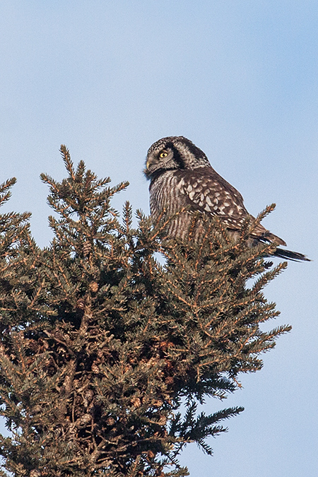 Northern Hawk Owl, Sax-Zim Bog, Minnesota