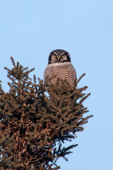 Northern Hawk Owl, Sax-Zim Bog, Minnesota