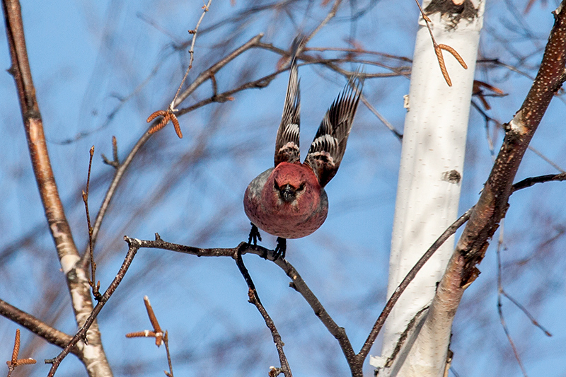 Pine Grosbeak, Superior National Forest, Minnesota