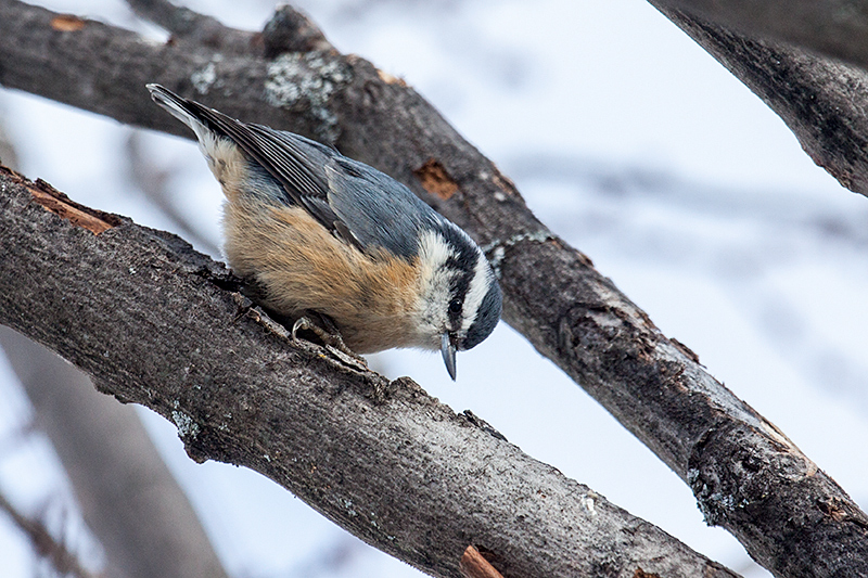 Red-breasted Nuthatch, Superior National Forest, Minnesota